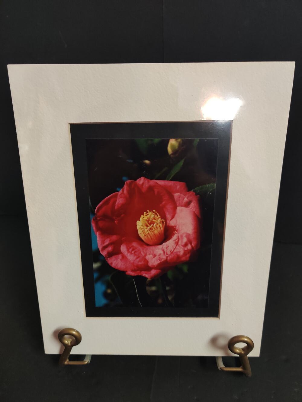Original Red Camellia Photograph Signed Dan Evans 1993 Matted Floral Art